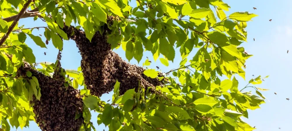 Honeybee swarm