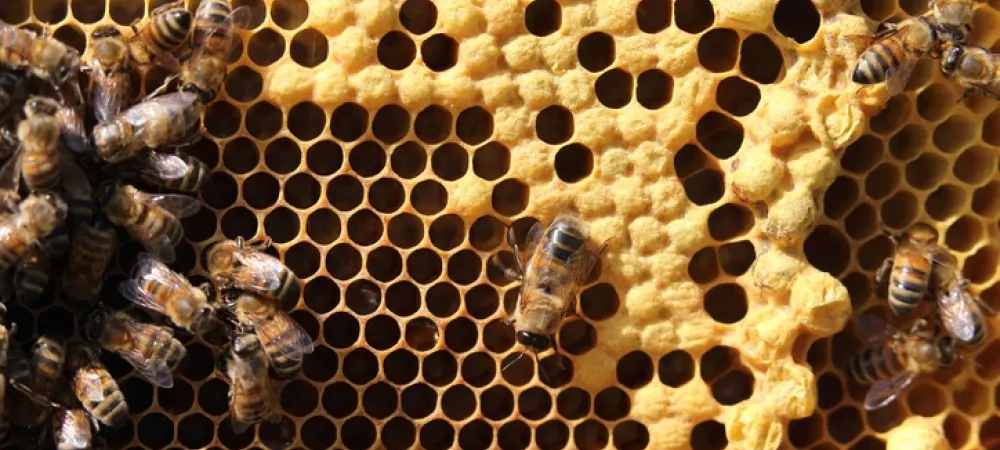 Bee Hive